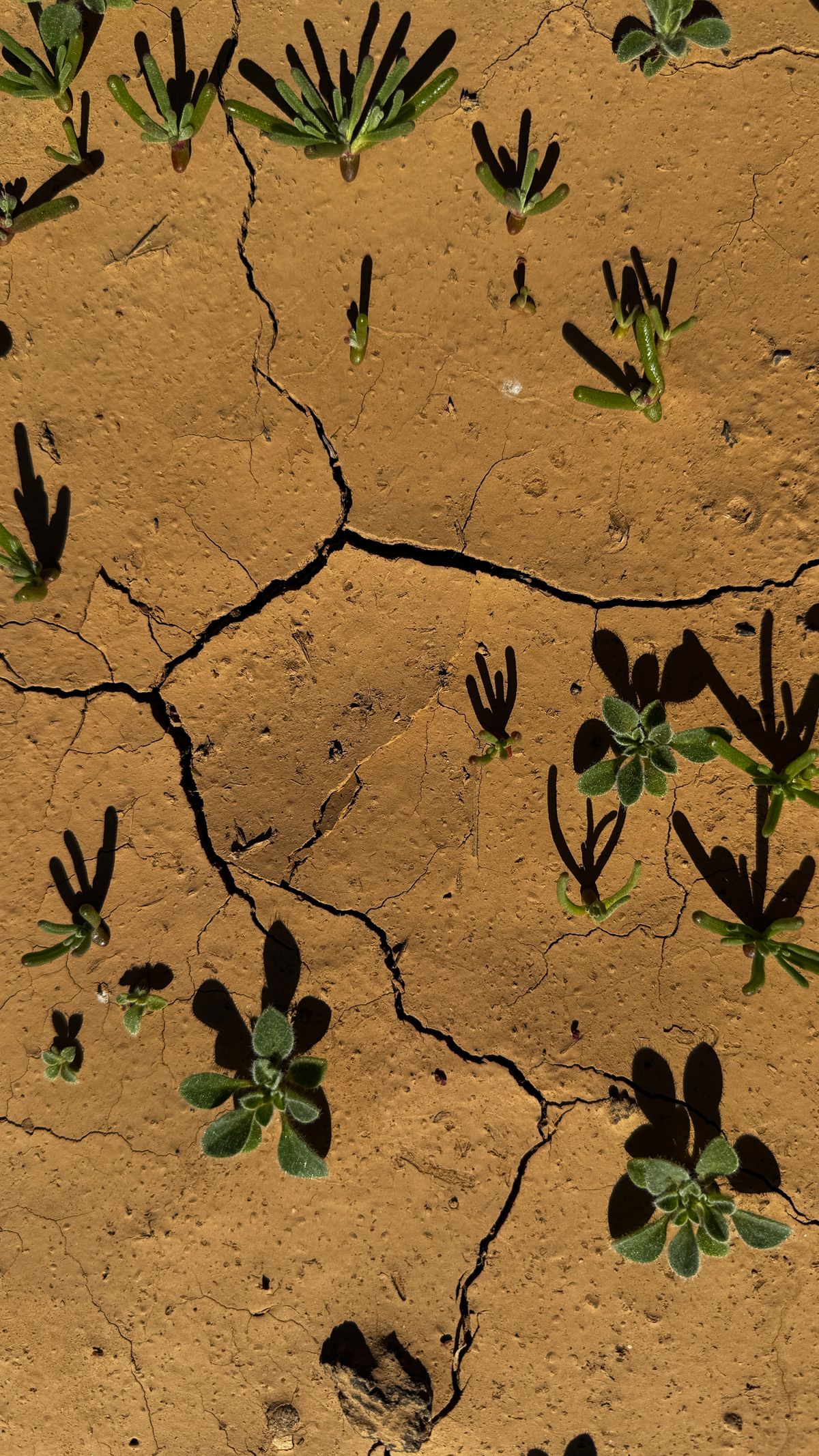 Drought-cracked soil with small resilient plants in an arid area of Spain