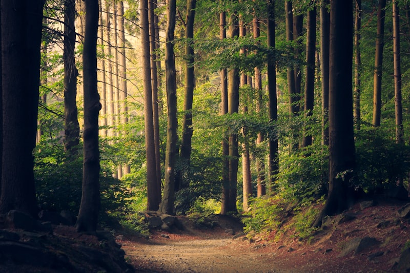 How to measure the carbon footprint of a household