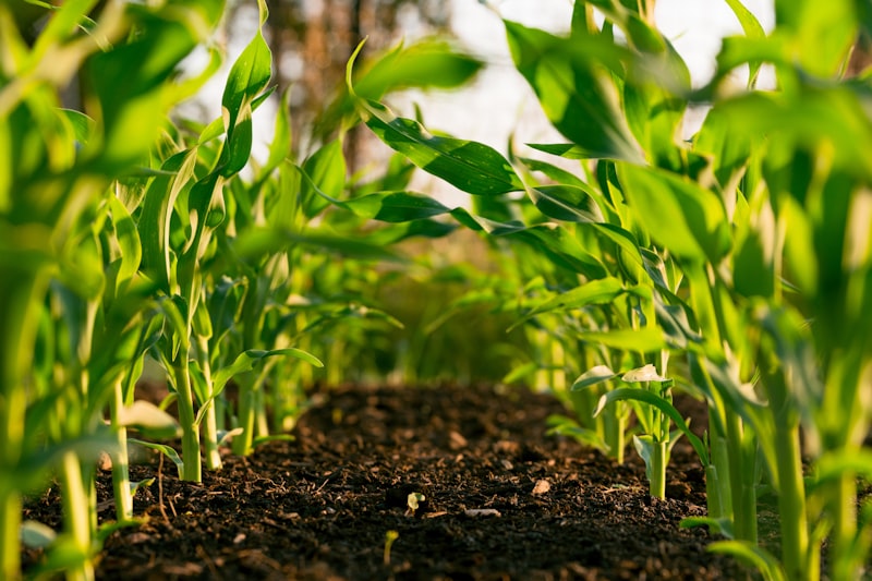 Regenerative agriculture: five good practices